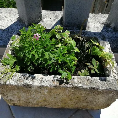 Apartment Ani Vela Luka